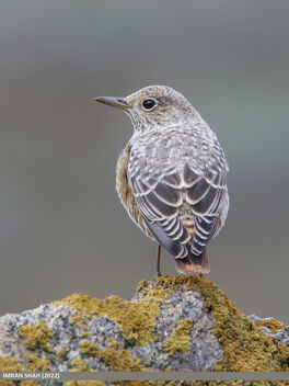 Rufous-tailed Rock-thrush (Monticola saxitilis) - image #503311 gratis